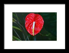 flamingo flower, red, flower, bloom, blossom, plant, nature, naples botanical garden, florida, michiale schneider photography Garden In Florida, Red Flamingo, Flamingo Flower, Hanging Wire, Black Wood