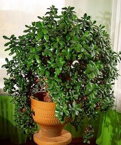 a potted plant sitting on top of a wooden stool in front of a window