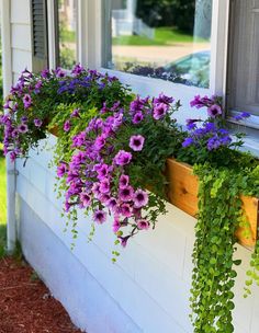 purple flowers are growing in the window boxes