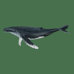 a black and white drawing of a humpback whale