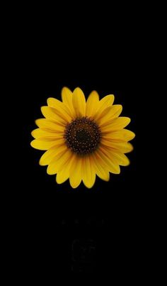 a large yellow sunflower sitting on top of a black surface