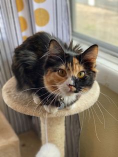 a calico cat sitting on top of a scratching post in front of a window