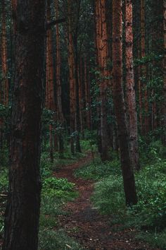 a path in the woods with tall trees