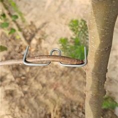 a close up of a metal hook on a tree