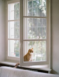 a cat sitting on the window sill looking out