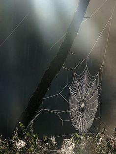 a spider web is hanging from a tree branch in front of the sunbeams