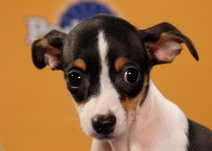 a small black and white dog looking at the camera