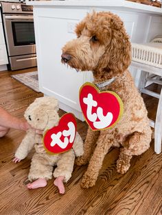 a dog sitting on the floor with two stuffed animals in front of it and a person holding a heart shaped teddy bear