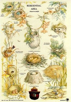 an illustrated poster with many different animals and plants