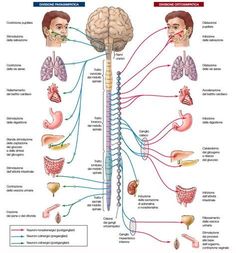 the human nervous system is shown in this diagram, which shows the major functions and functions