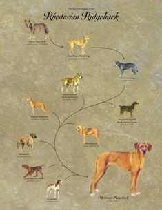 an image of a tree with different dogs in the same area and names on it