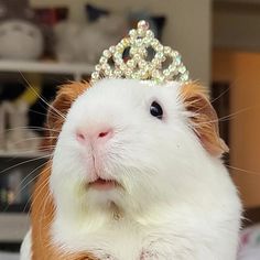 a brown and white guinea pig wearing a tiara