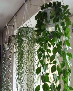 some green plants are hanging from the ceiling