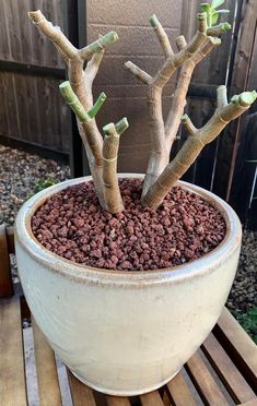 a potted plant sitting on top of a wooden table