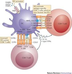 an image of the structure of a cell and its structures, including cells that are connected to each other