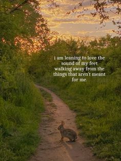 an animal walking down a dirt road next to grass and trees with a sunset in the background