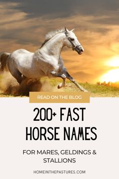 a white horse galloping through the grass with text reading 200 fast horse names for mares, geldings and stallions