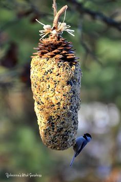 a bird feeder hanging from a tree with a pine cone on it's top