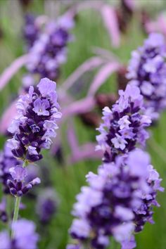 some purple flowers are growing in the grass