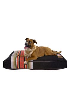 a brown dog laying on top of a black cushion with multicolored striped fabric