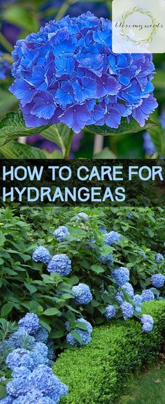 how to care for hydrangeas in the garden with blue flowers and green grass