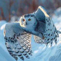 an owl is flying through the air with its wings spread out and it's eyes open