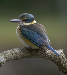 a small bird sitting on top of a tree branch