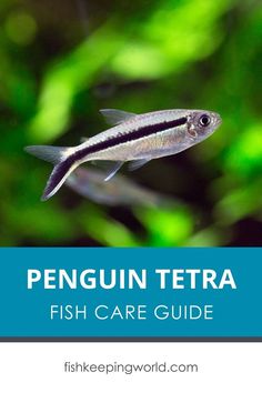 the penguin tetra fish care guide