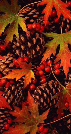 pine cones and leaves with red berries in the foreground, on an autumn background