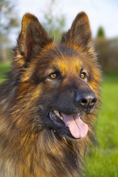 a large brown and black dog sitting on top of a lush green field