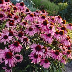 many pink flowers are blooming in the garden