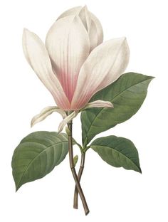 a drawing of a white flower with green leaves