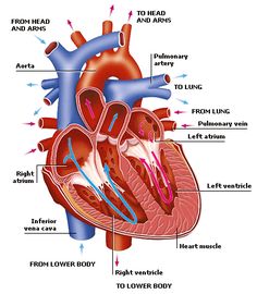 the human heart diagram with labels