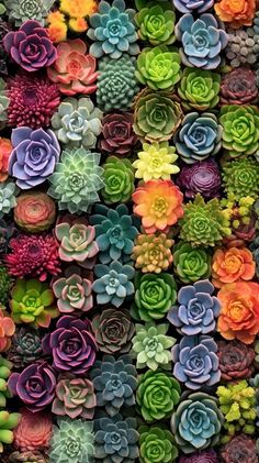 many different colored succulents are arranged together