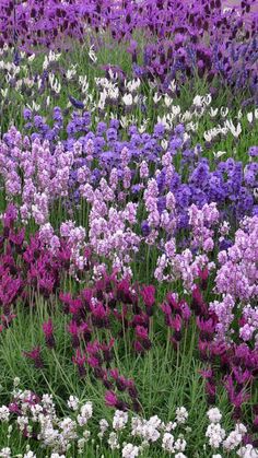 purple and white flowers are growing in the grass