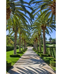 palm trees are lined up along the walkway