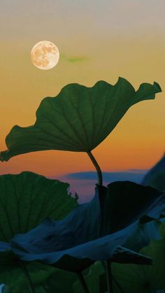 the full moon is setting behind a large leafy plant in front of a colorful sky