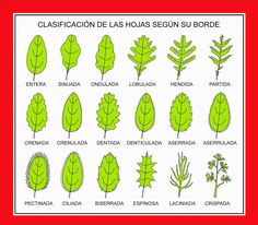 the different types of leaves in spanish are shown on a red and white poster frame