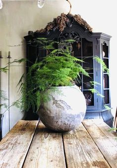 a large potted plant sitting on top of a wooden table