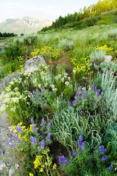 wildflowers and other plants growing on the side of a road in the mountains