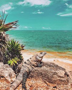 an iguana is sitting on the rocks by the water's edge with palm trees in the foreground