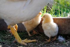 two chickens standing next to each other on the ground