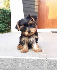 a small black and brown dog sitting on top of a cement floor next to a door