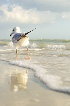 a seagull standing on the beach with its beak in it's mouth