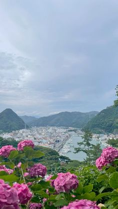 pink flowers in the foreground with mountains and water in the background