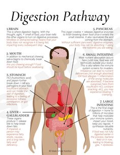 Digestive Health (handout bundle) — Functional Health Research + Resources — Made Whole Nutrition Functional Health, Nutritional Therapy, Health Research, Hormone Health, Medical Knowledge, Holistic Nutrition, The Human Body