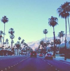 palm trees line the street as cars drive by on a clear, sunny day with mountains in the background