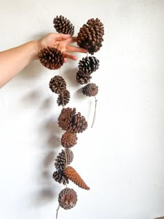 pine cones are arranged in the shape of a spiral on a white wall with a hand reaching for them