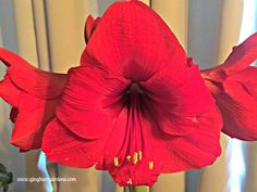 a red flower with yellow stamens in front of a white curtained window