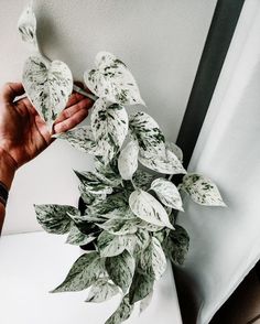 Snow Queen Pothos Vs Marble Queen Pothos Marble Queen, Marble Queen Pothos, Plant Journal, Love Plants, White Plants